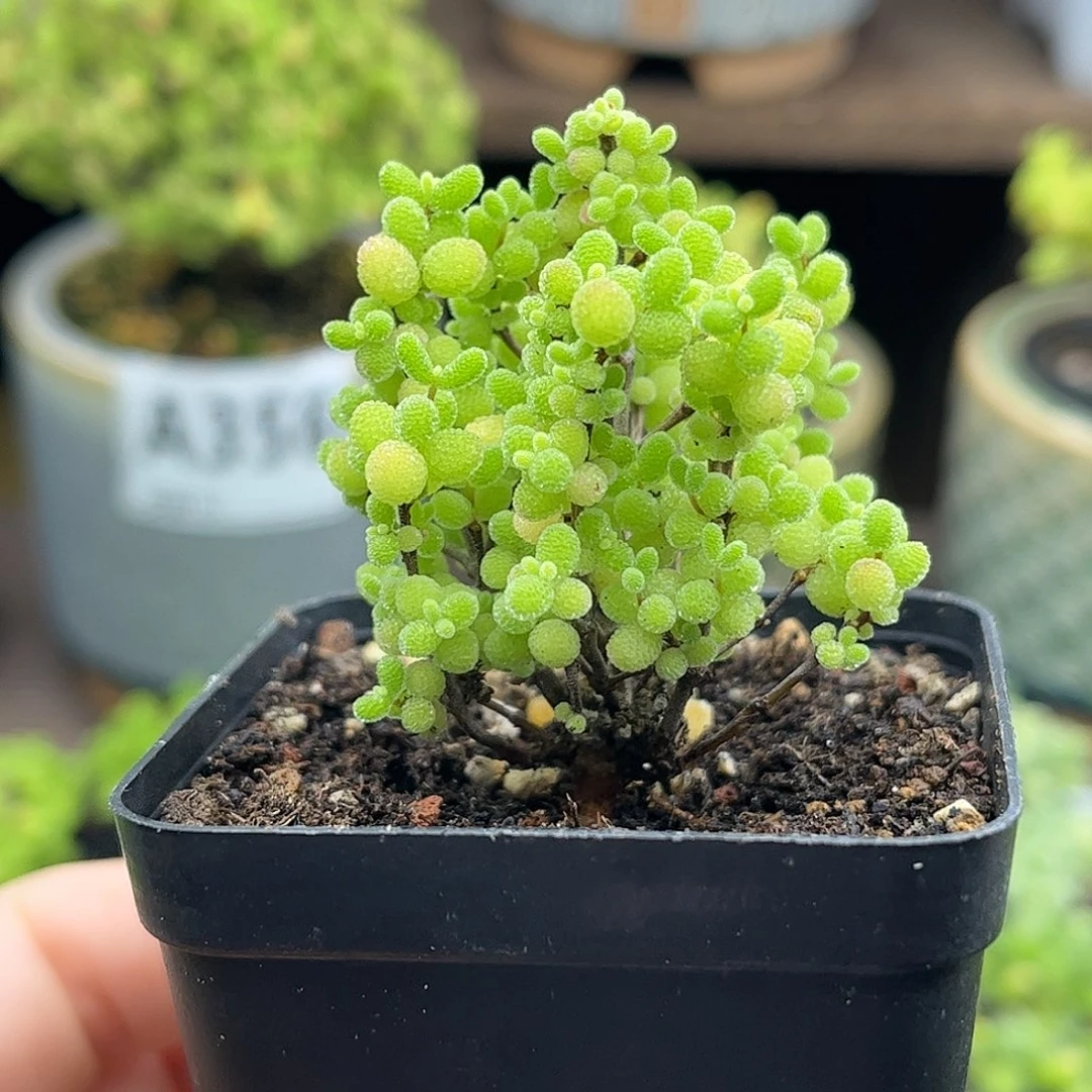 003蜜桔糖球优选枝干