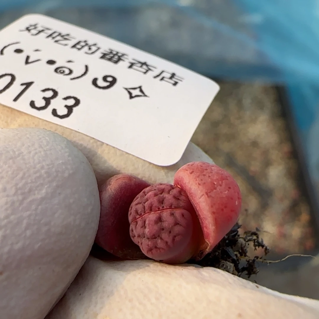 0133。阿克塞尔。。。。不大。。。