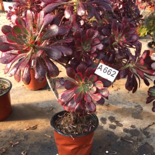 法师多肉植物跳**子法师662