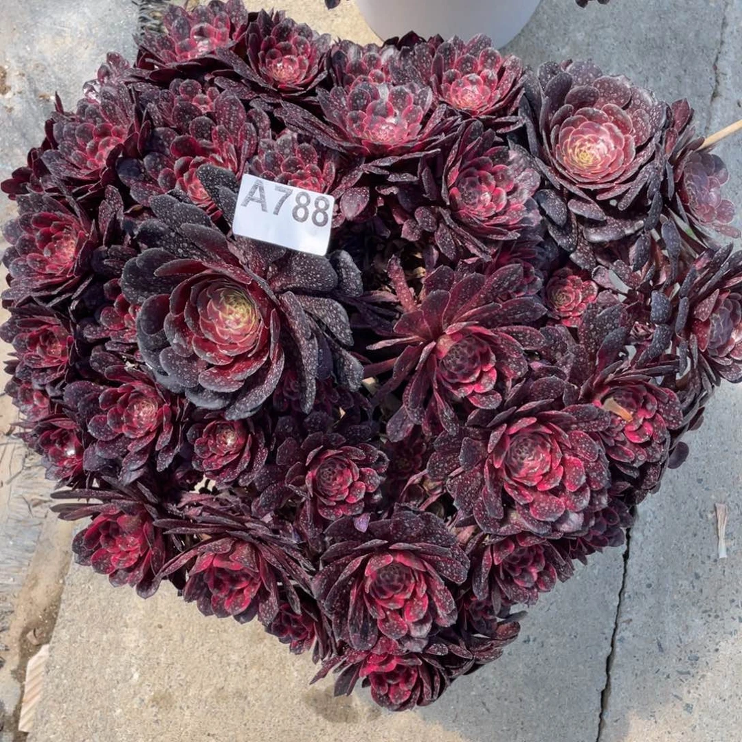 茶杯紫砂小*灵788亩雅静团团圆圆