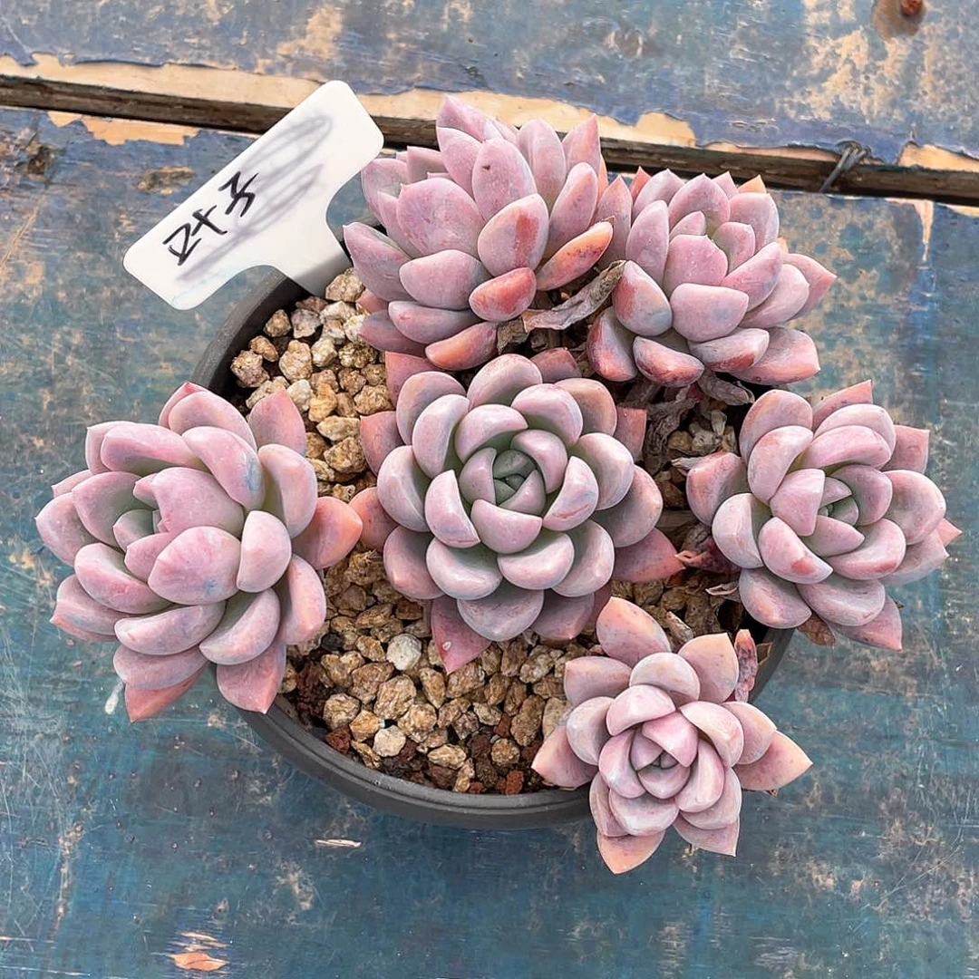 多肉叶子粉粉冰玉