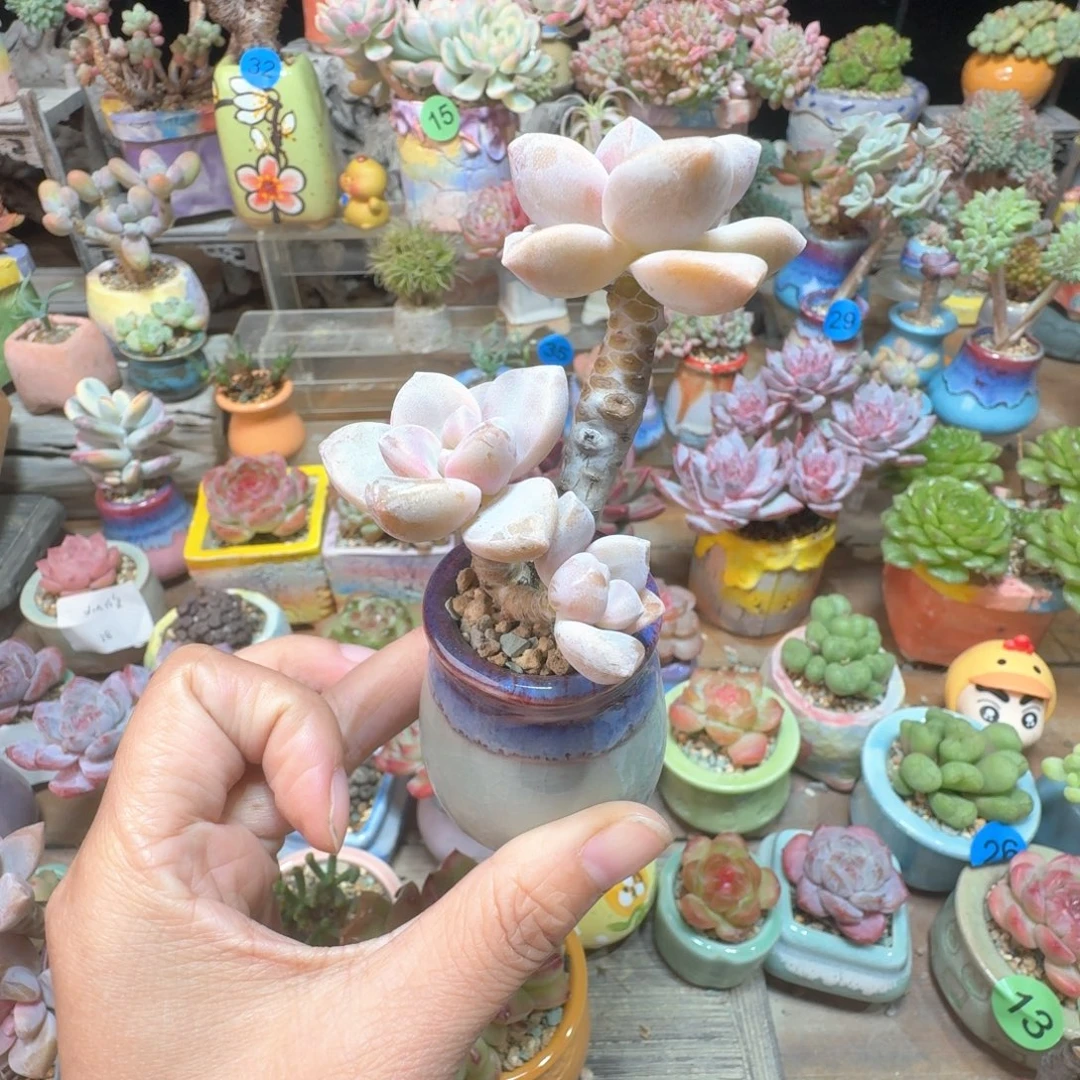 舞***榭 多肉含盆土 一物一拍