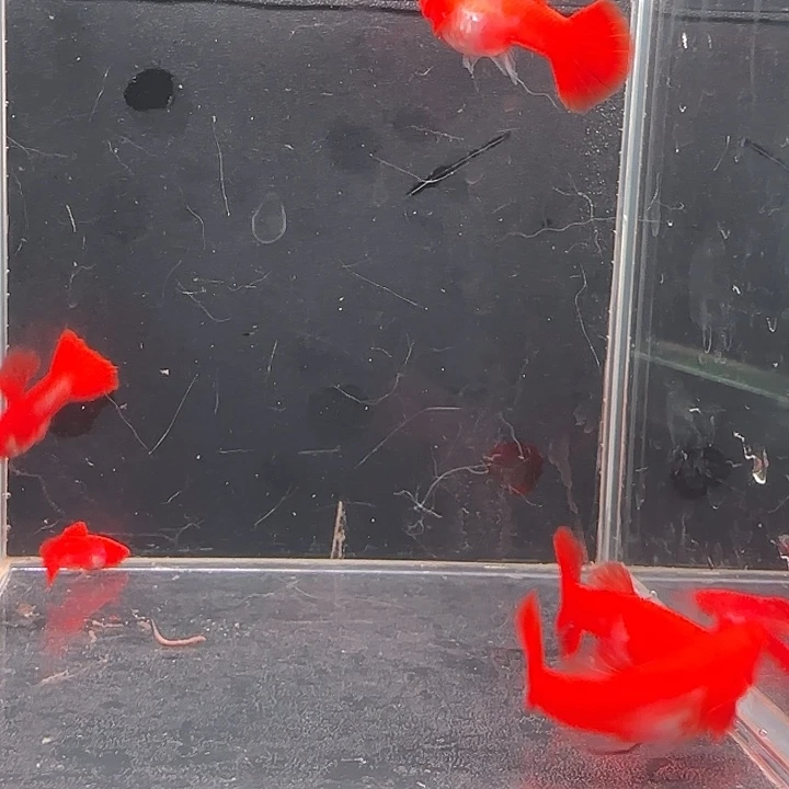 孔雀鱼通背分水3对