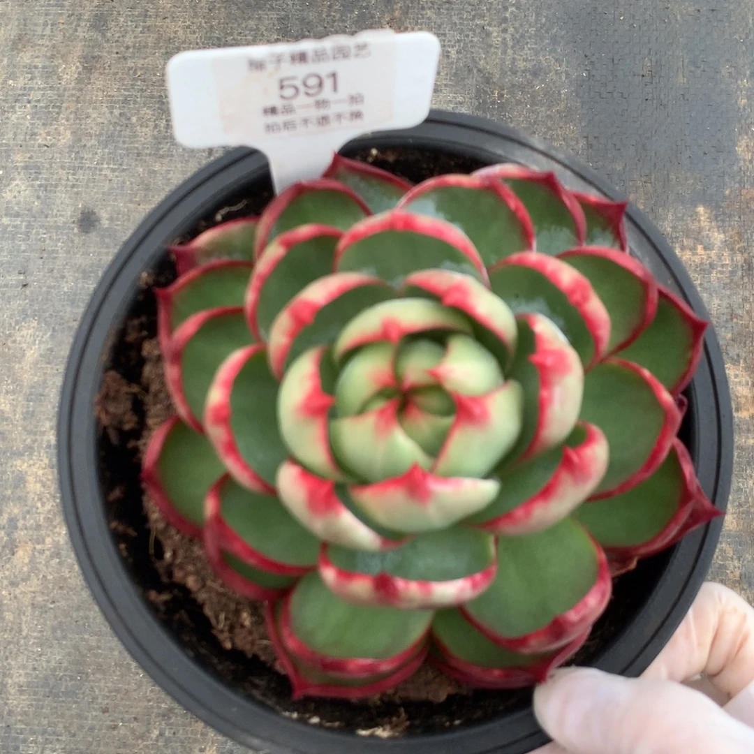 591个多肉植物惊鸿