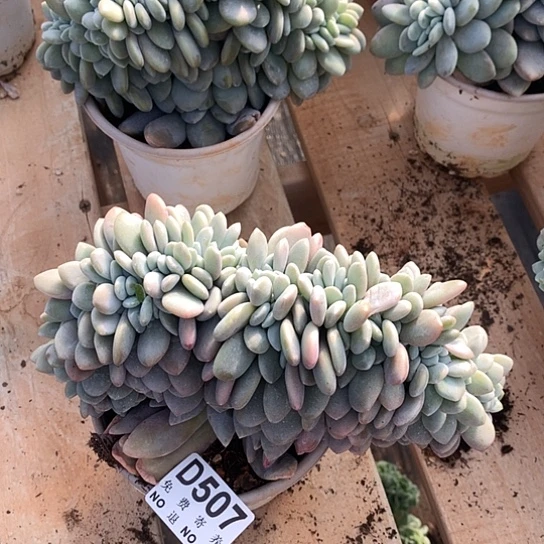 粉兔缀化507 亏本处理退款拉黑7/8天发货