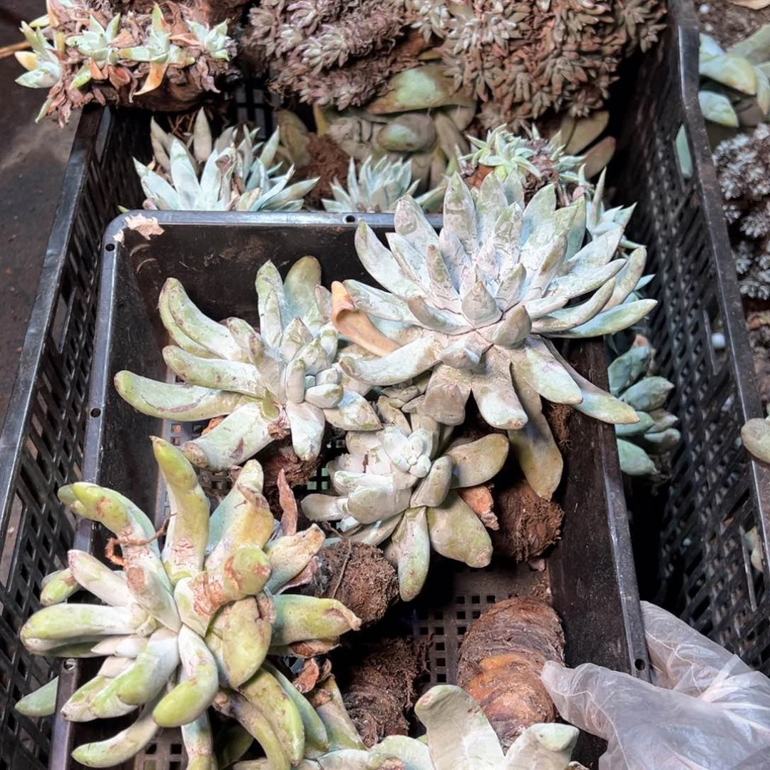 爱****儿7156哈哈哈哈哈哈哈哈