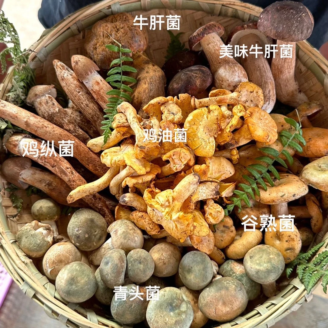 （代购 ）云南野生菌 直播间下单为准【不售后】介意勿拍