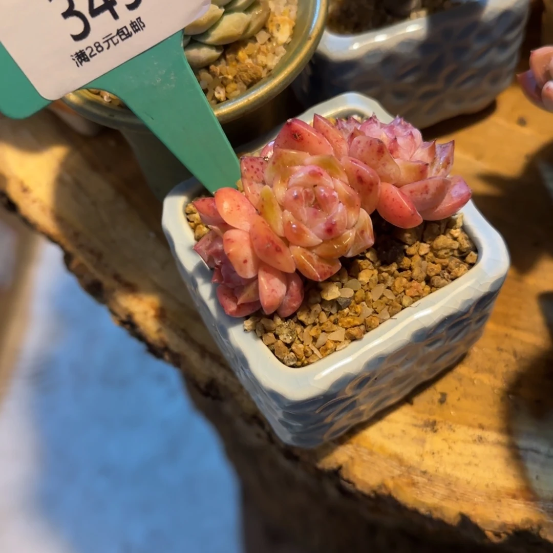 冰瀑山头多肉植物