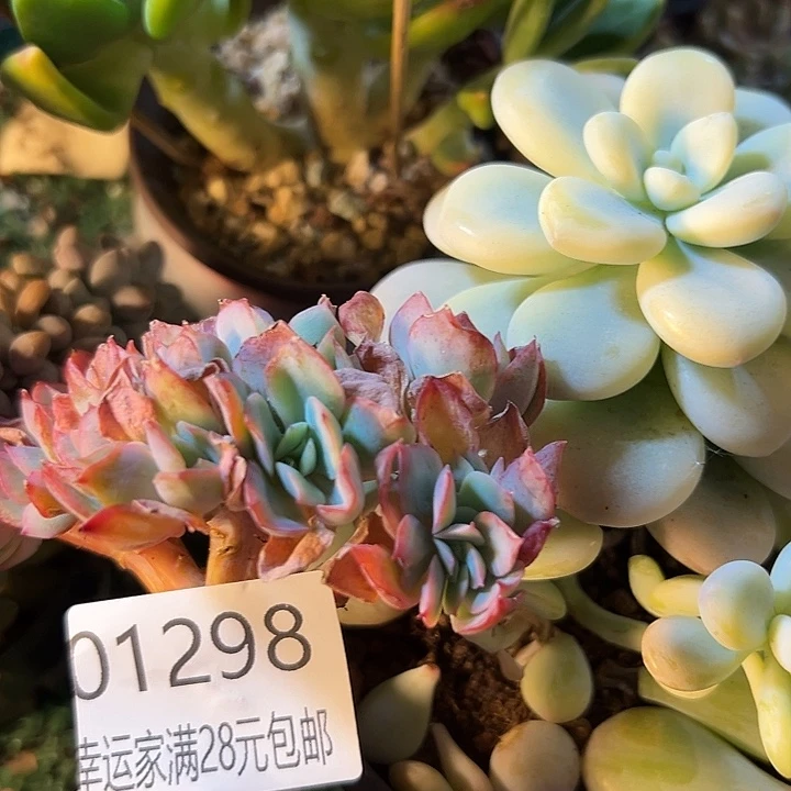 疯***哥幸运的是我还没遇到过