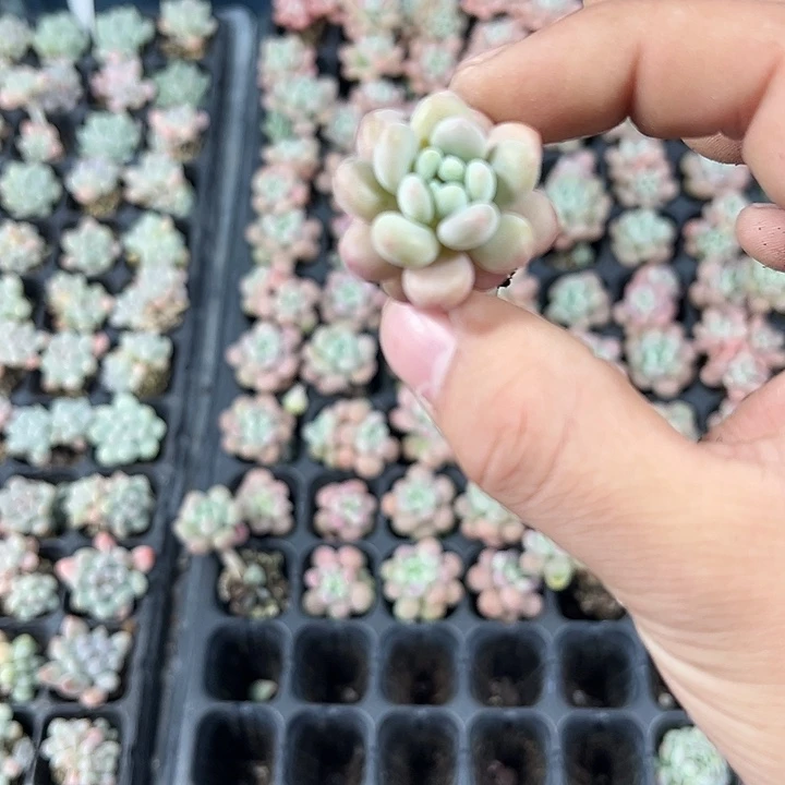 鱼子酱 满10颗包邮