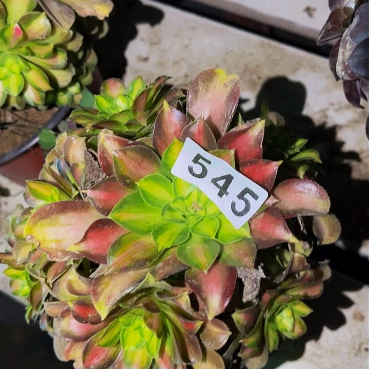 545韶华多肉植物处理不售后