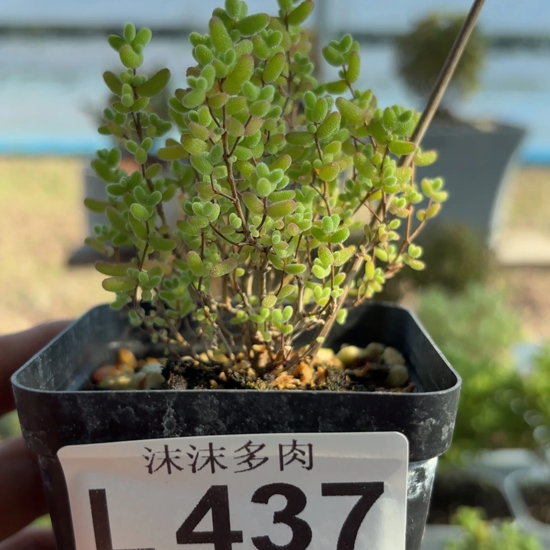 437蜜橘糖球枝干福利