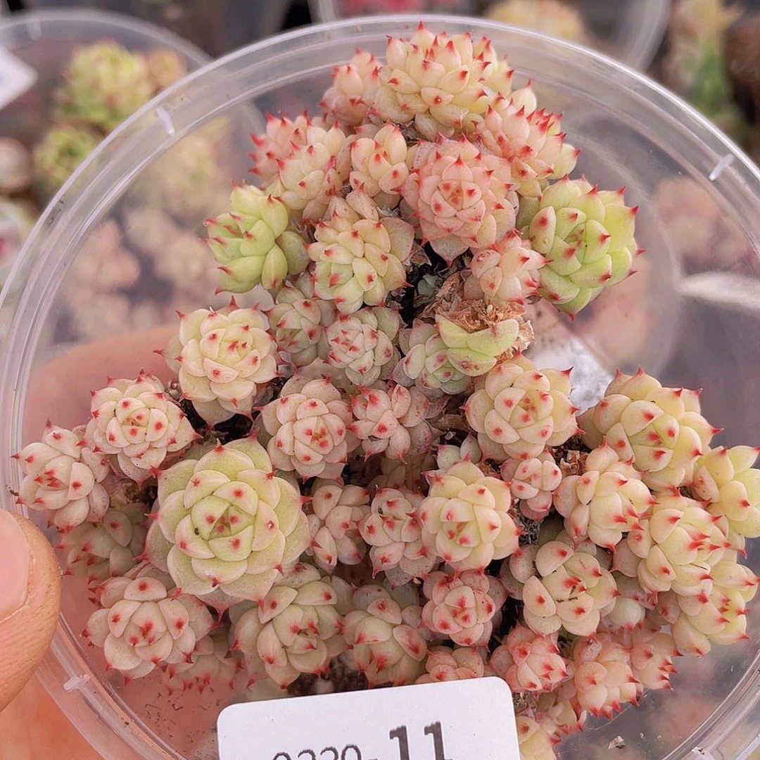 0000000000000011量拍