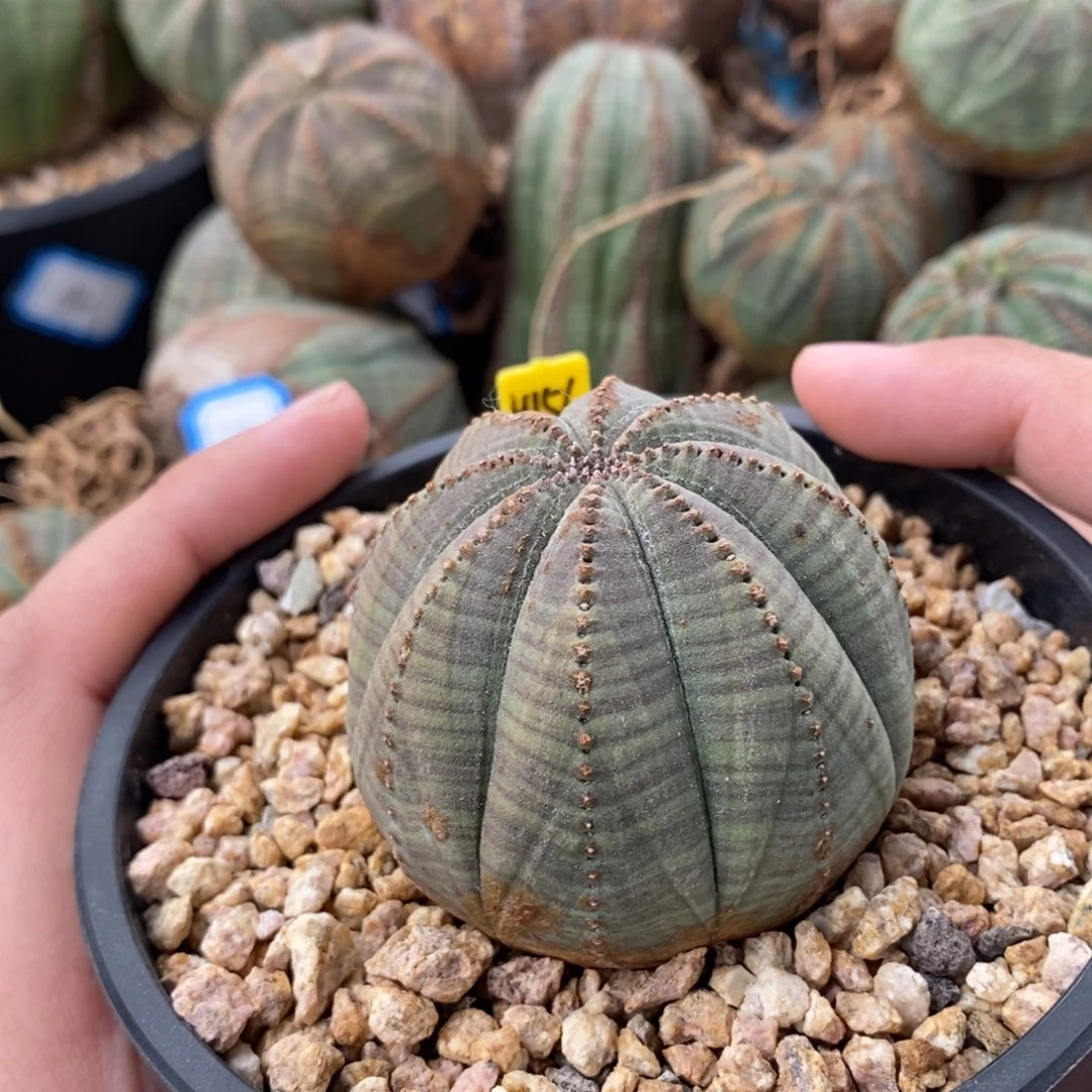 12 欧系实生布纹球多肉植物