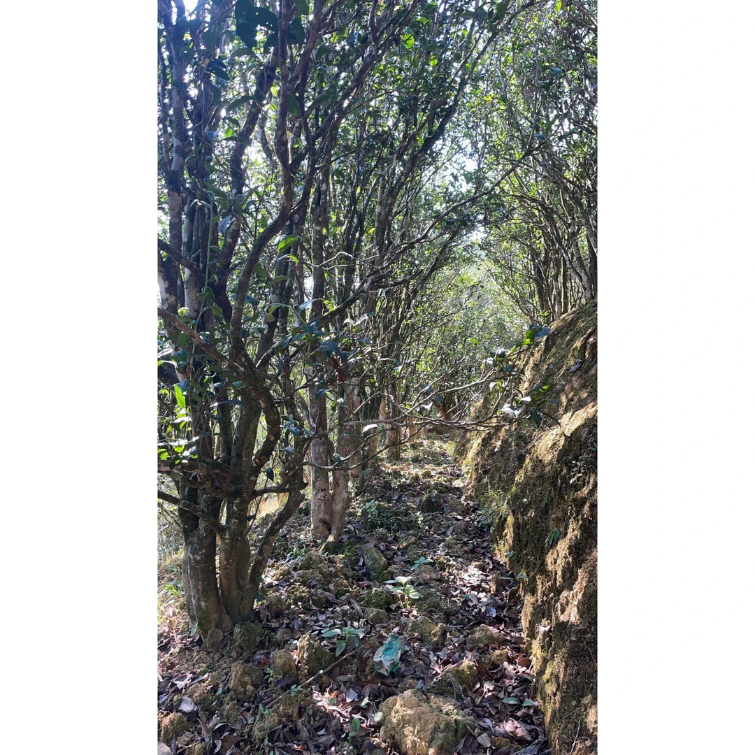 主播定向~万能拍~潮州凤凰单枞茶凤凰单从