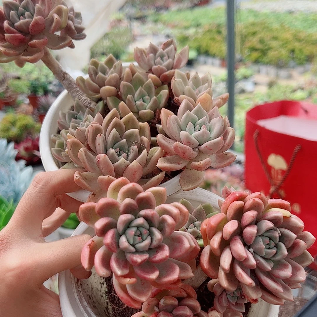绚丽璀璨多头精控三盆