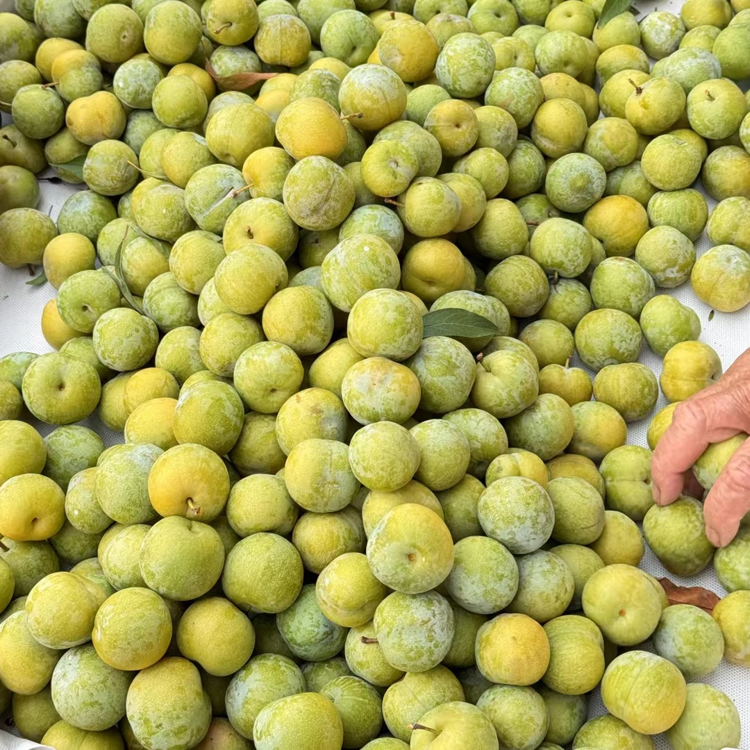 （京东包邮）正宗重庆高山青脆脱骨李