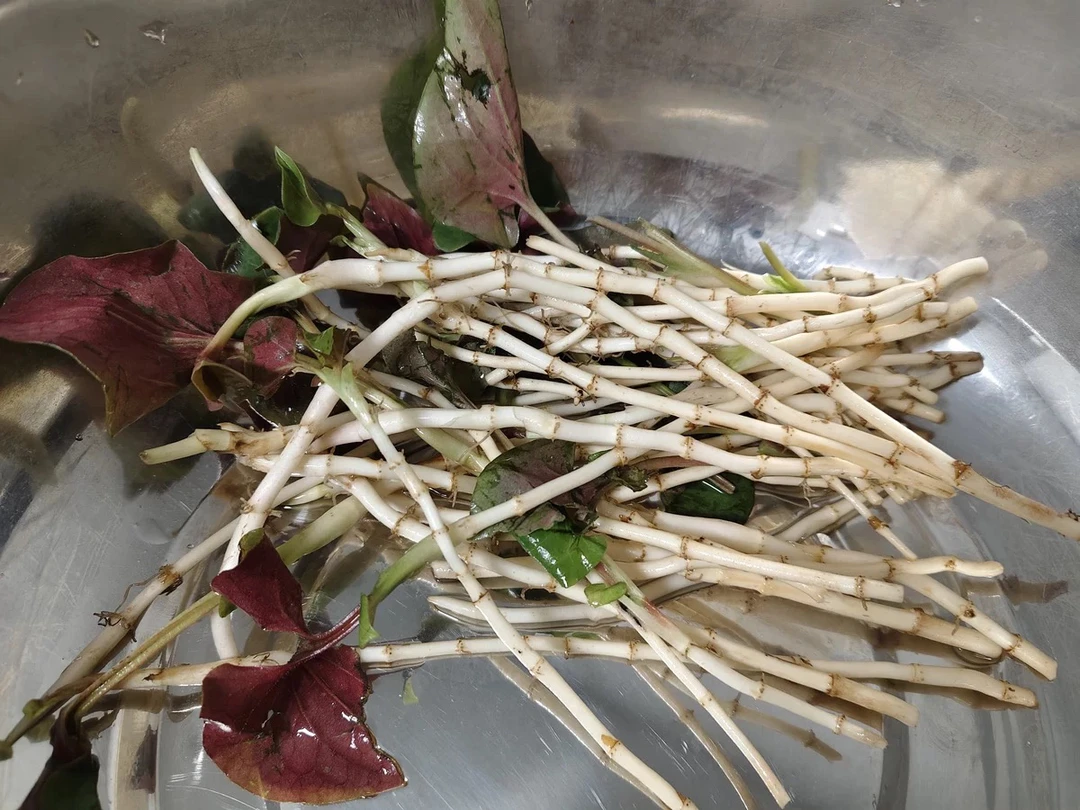 新鲜野生折耳根鱼腥草香味浓郁口感清香凉拌味道好极了