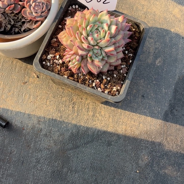 大*糖2 88888888888