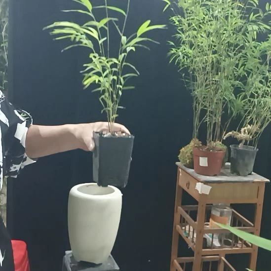 完全开放内门竹内门竹内门竹内