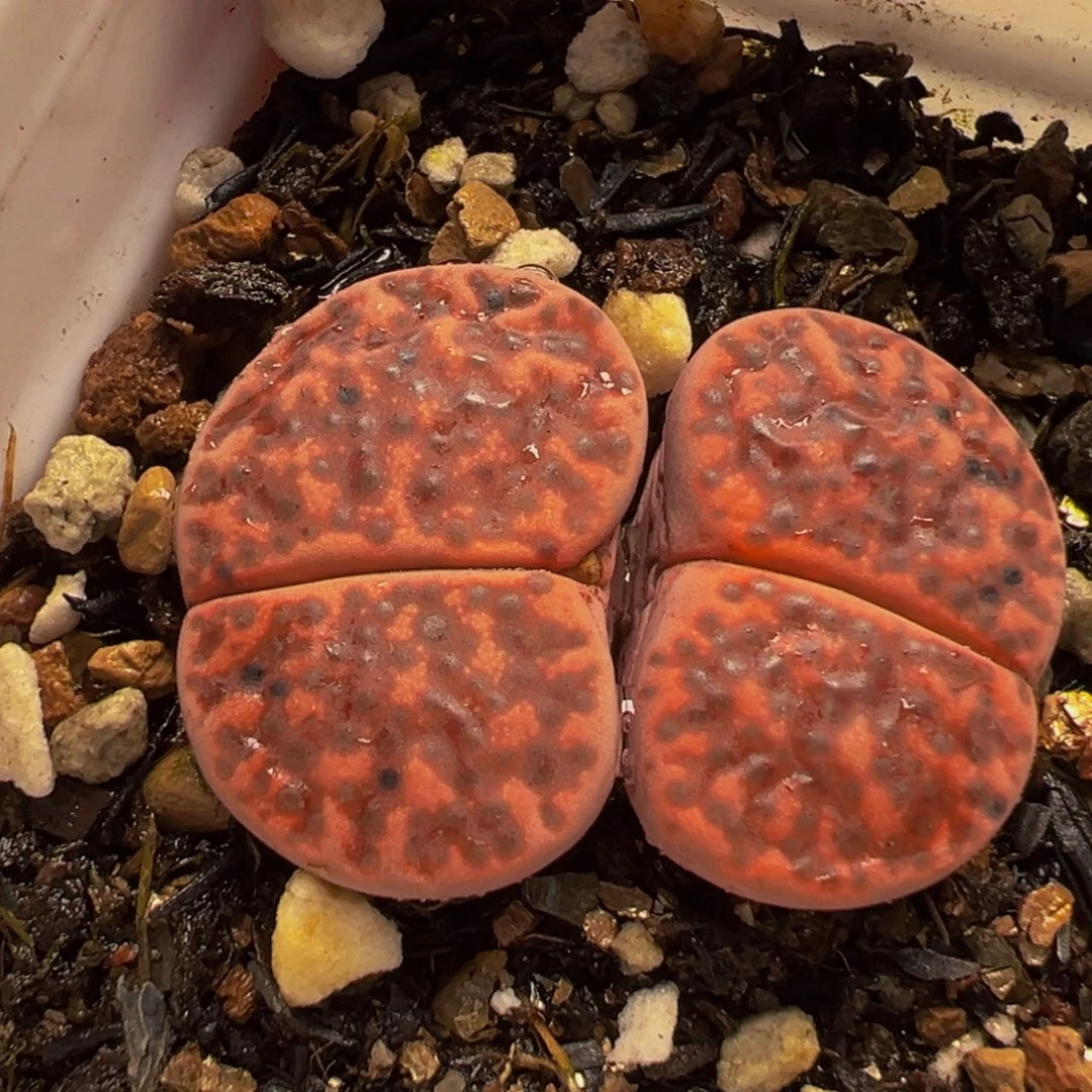 652多肉植物种类和