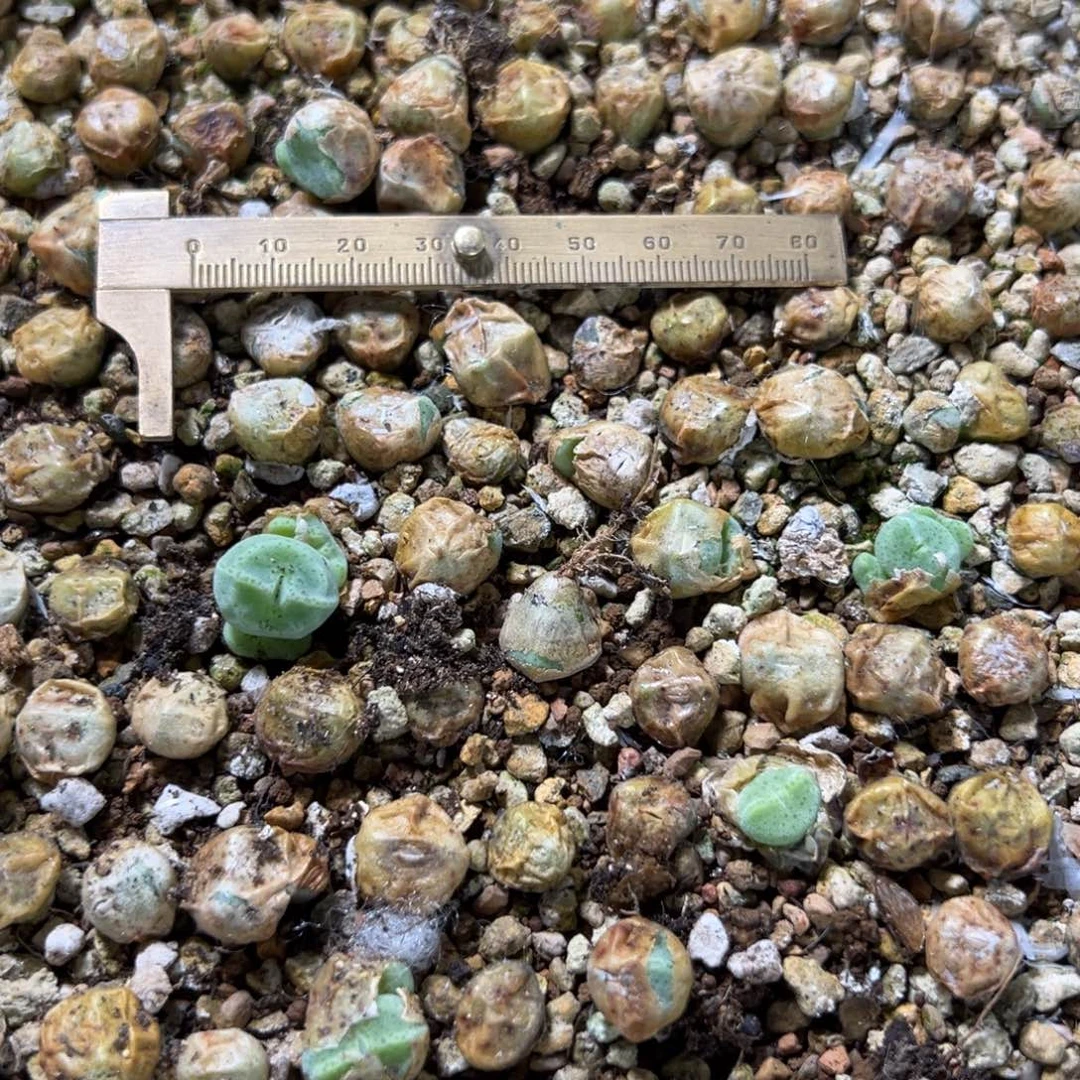 量拍绿豆糕母本一颗，挑大的发