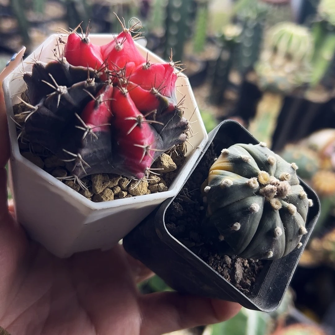 大尤兜锦组合仙人球111111111111