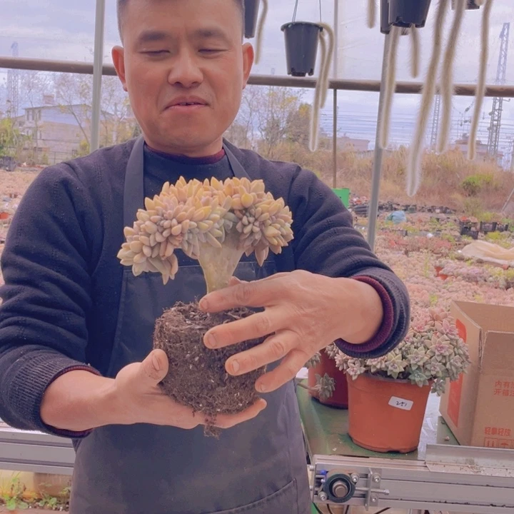 289淡雪缀化一物一拍