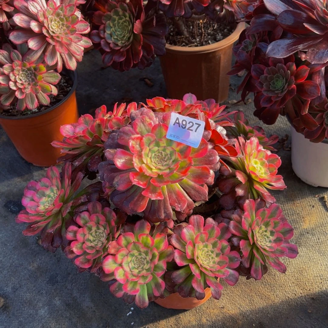 容**诚927舞天姬法师，多肉植物