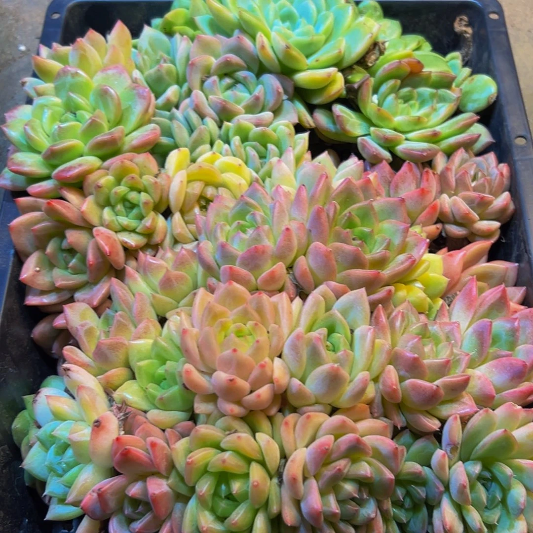 570超非常vv比较积极