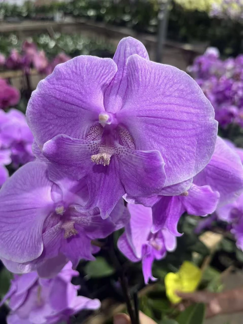 蝴蝶兰—甜蜜钻石    开花发货