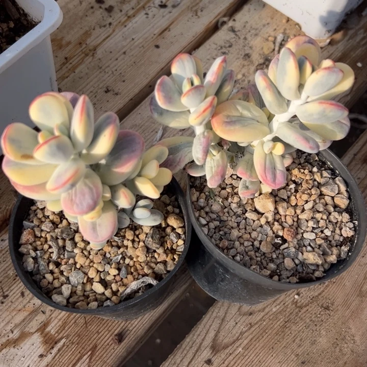 无花朵410号福娘锦两个无砍