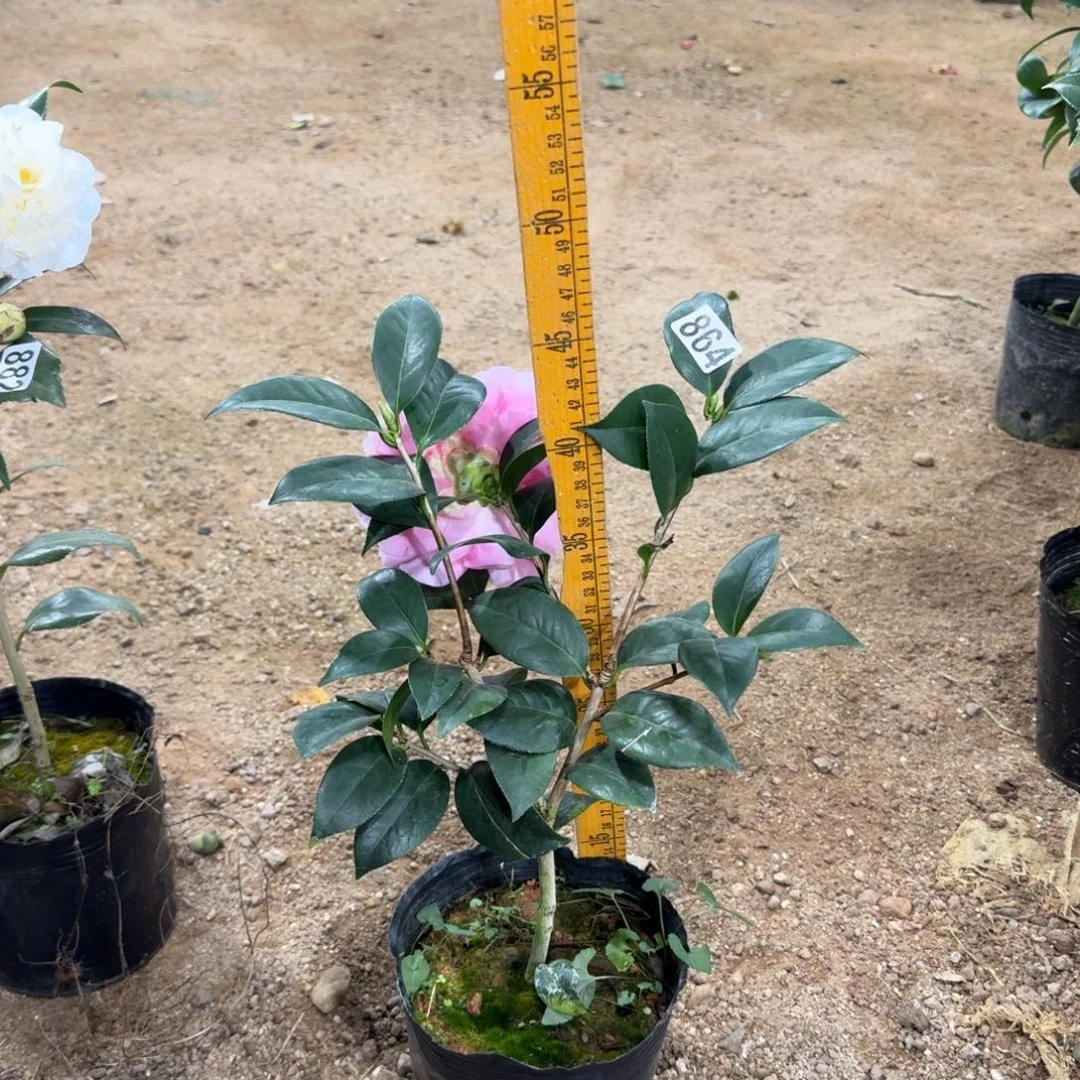 少量花朵（建议范围：2朵-5朵 或40%以下）864乌马克