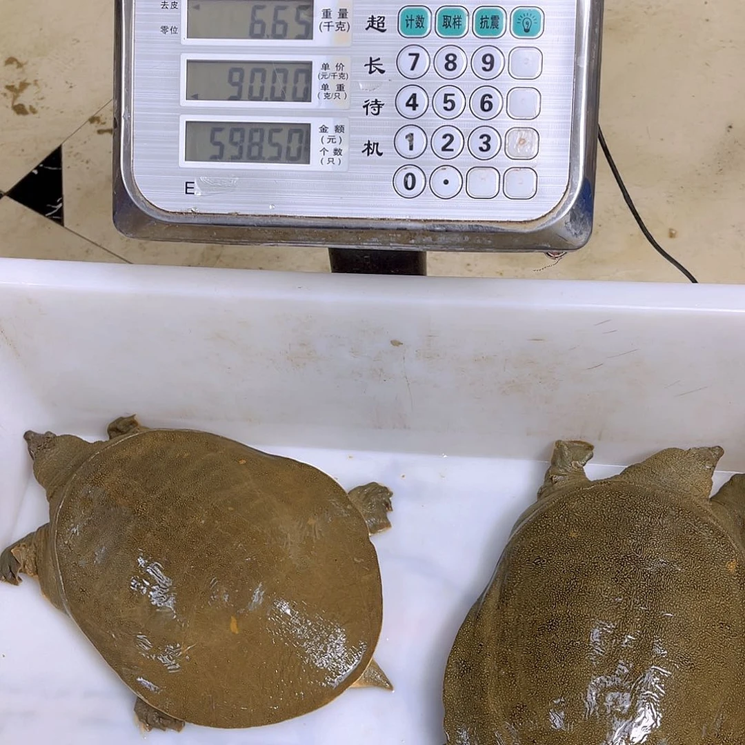 中国大陆野生甲鱼包邮包活