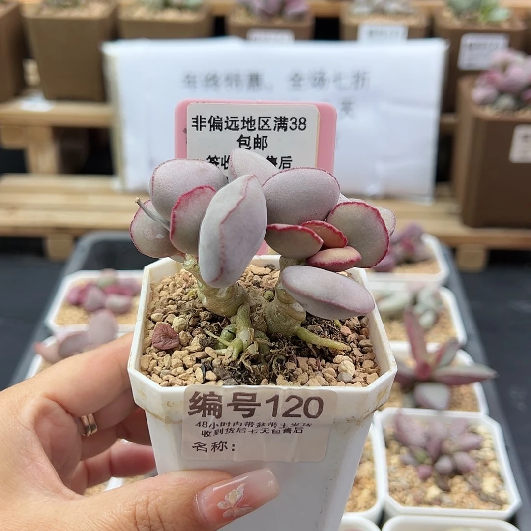 ぷ****?120白肌红蛋多肉植物