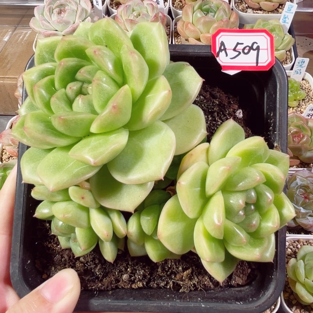 A509 一物一拍 M100母本