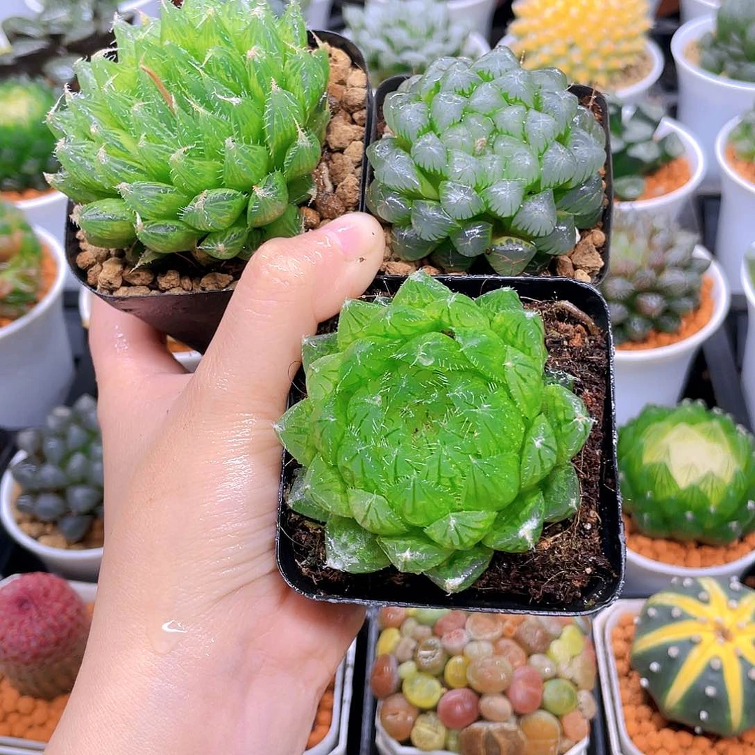 蝉翼玉露，冰灯，水晶莲