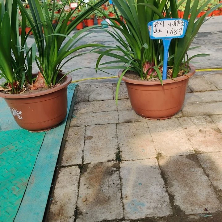 当前无花栽培后可以开花
