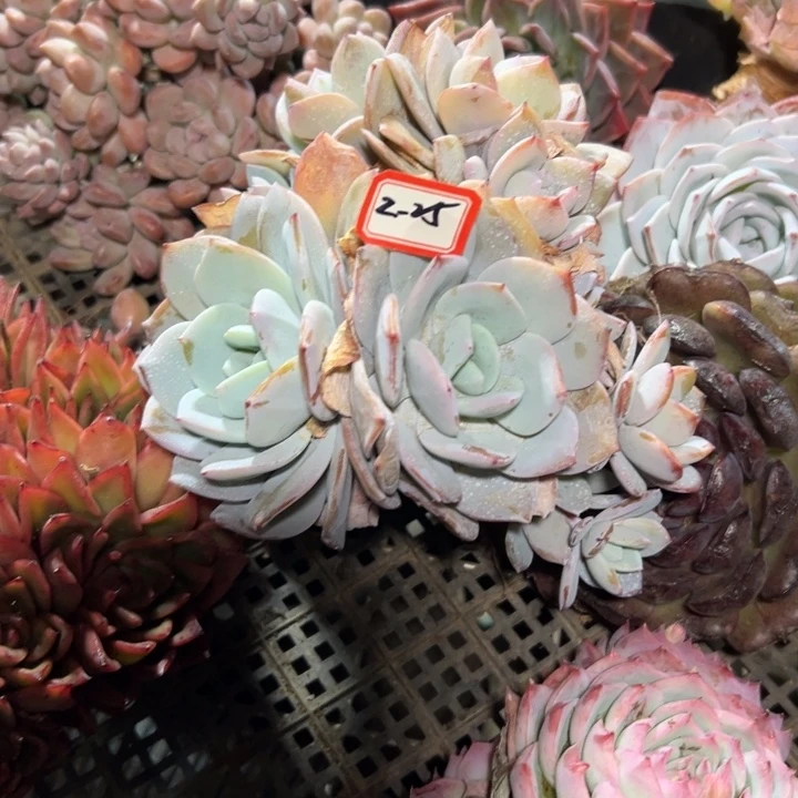 A****精品多肉植物老桩