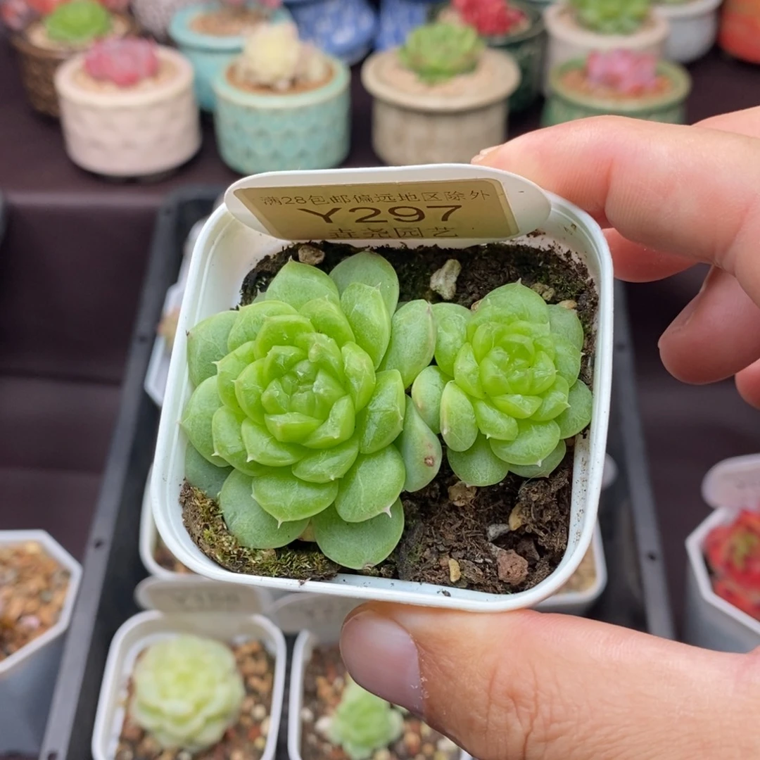 0297 HY04 双头 5.5cm