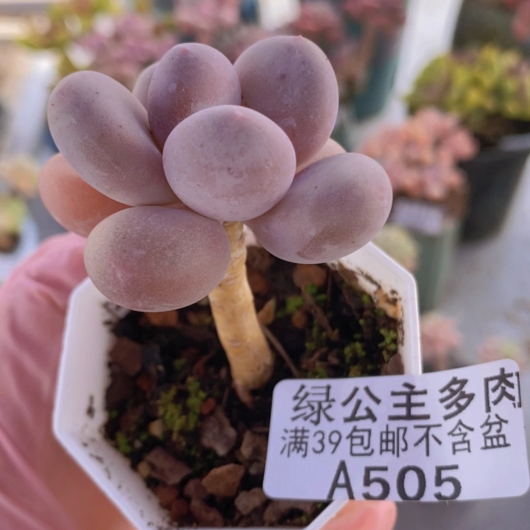 蛋黄奶单头505多肉植物
