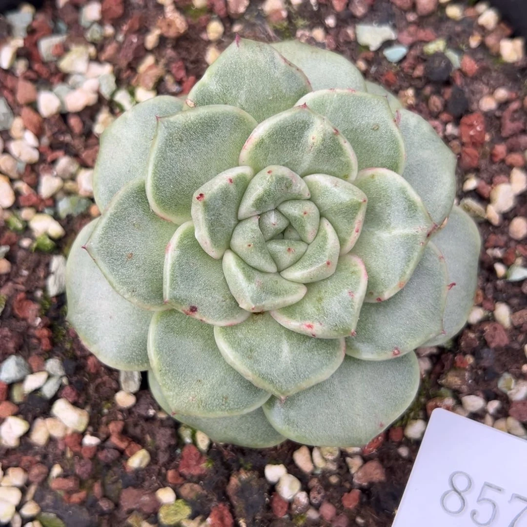 小*8575肉肉肉肉肉肉