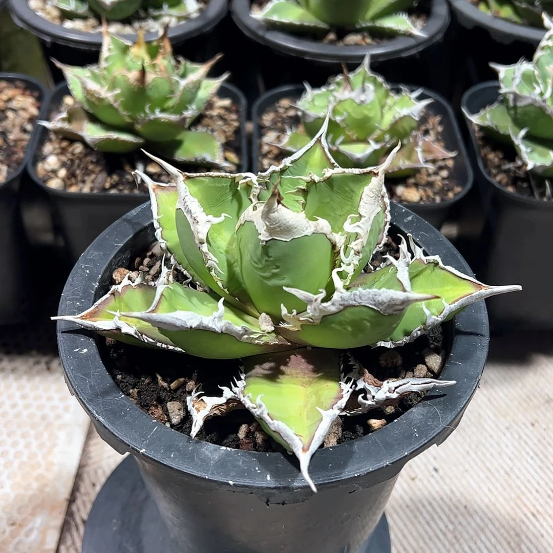 狼人特价龙舌兰植物