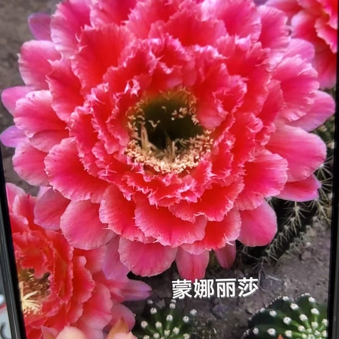 蒙哪丽莎毛5-6公分侧牙20包邮10