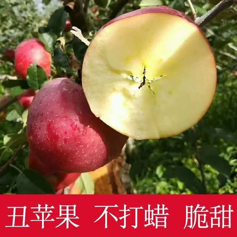【五斤】四川大凉山盐源丑苹果现摘现发脆甜新鲜水果
