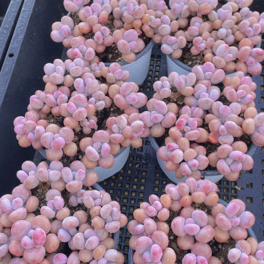 726号 丸叶粉桃蛋拼盘一盆