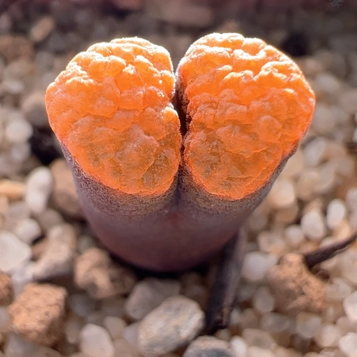 A251.  青蛙种源优选火麒麟蛋糕。