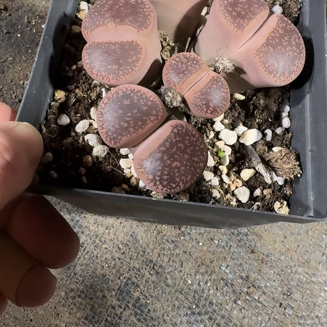 轩***妈生石花一物一拍310