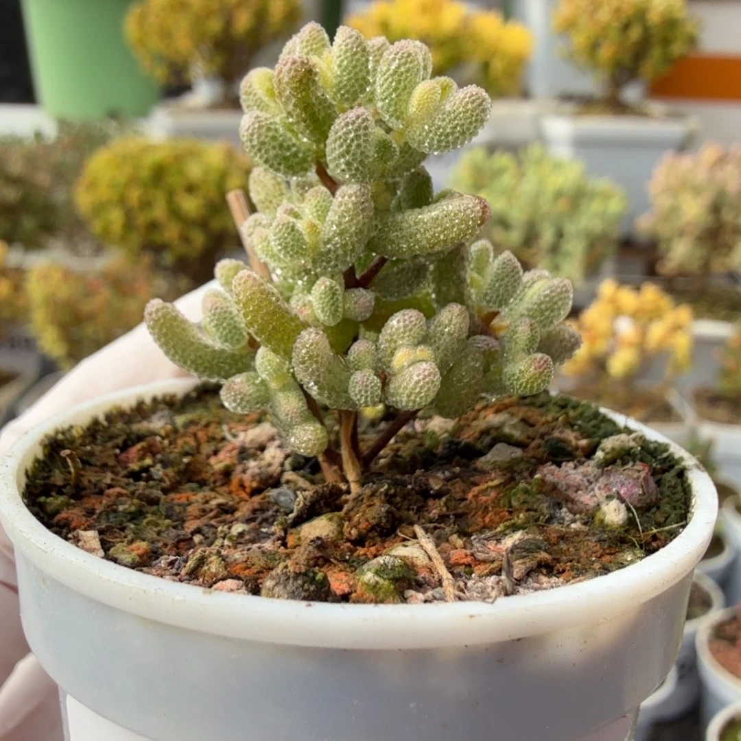 A834冰糖锦尺寸小