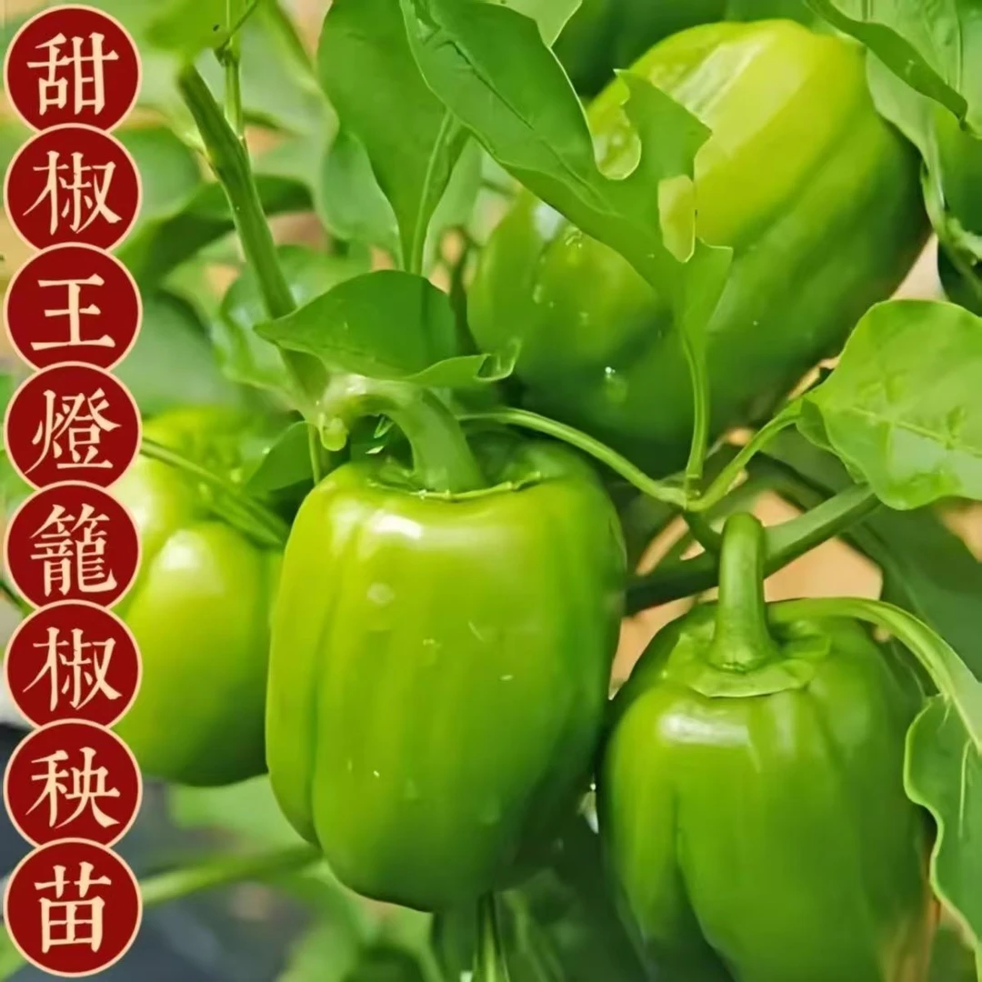 正品灯笼椒秧苗不辣的辣椒苗带土青椒菜椒甜椒绿灯笼辣椒春季盆栽